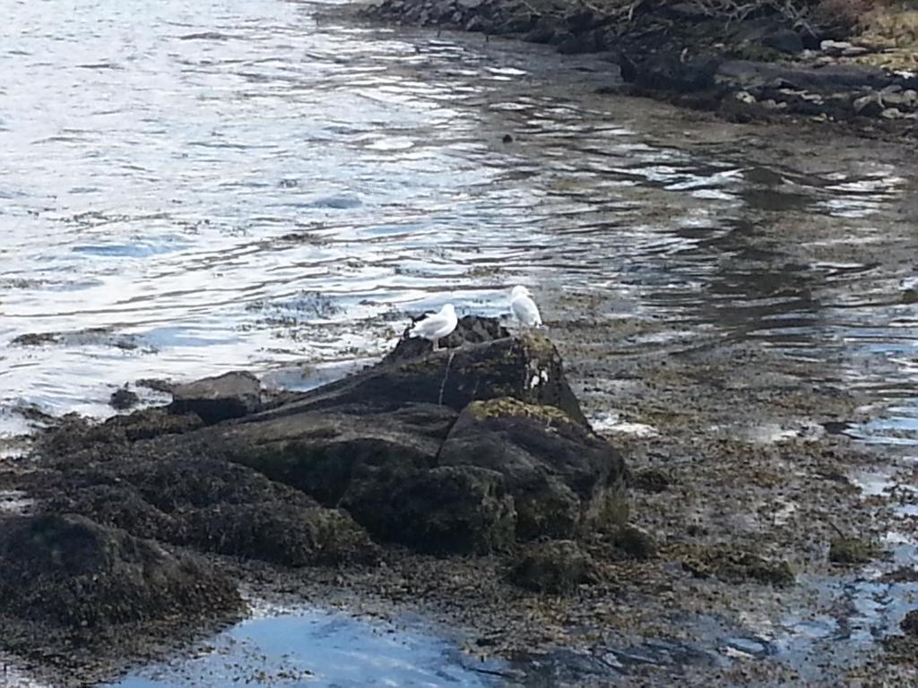Ardmore House Kenmare Buitenkant foto